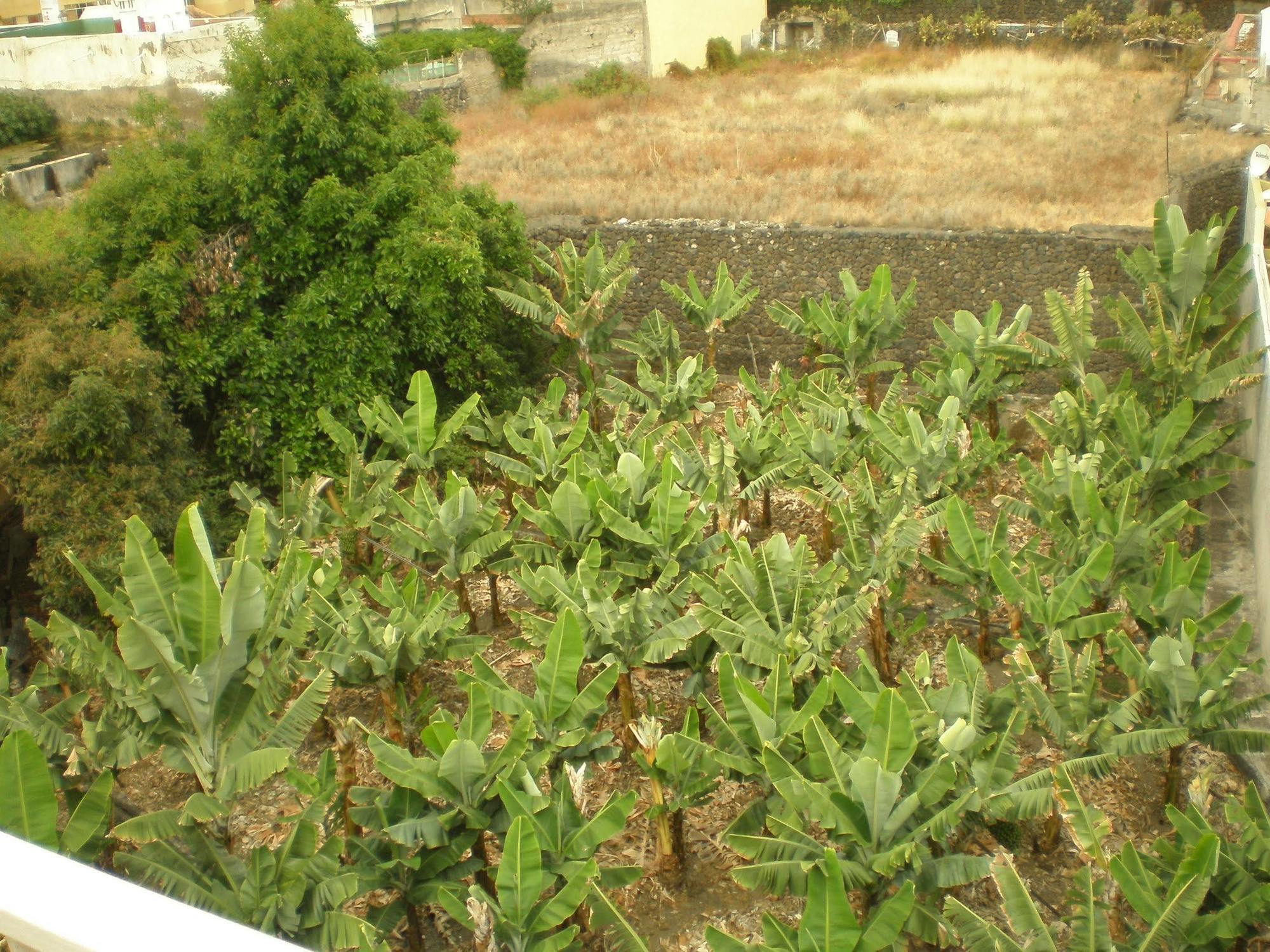 Hotel Tejuma Puerto de la Cruz  Eksteriør bilde